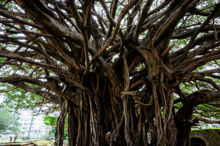 Banyan tree in sougen templeの写真素材