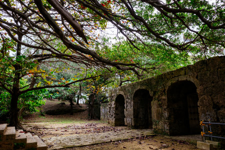 Banyan tree in sougen templeの写真素材