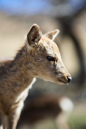deer in nara park japanの写真素材
