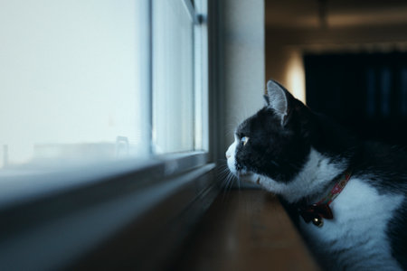 one cat near the windowの写真素材