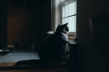one cat near the windowの写真素材