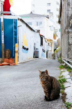 Stray cat in the back alleyの写真素材