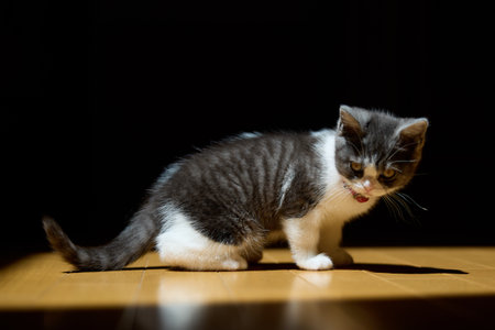 cute munchikin cat in houseの写真素材