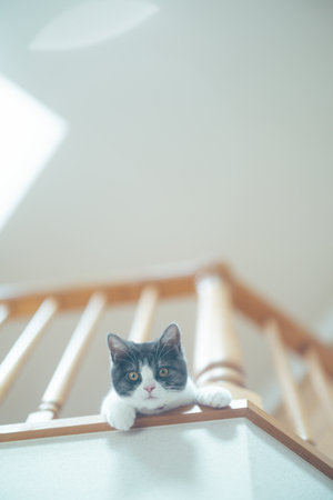 cat on the second floorの写真素材
