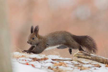 one squirrel on snow fieldの写真素材