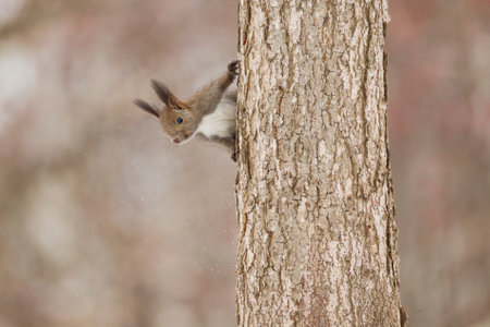 one squirrel in winter hokkaido