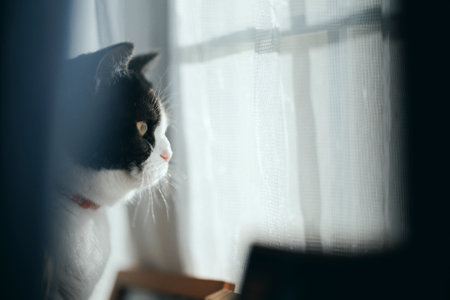 one cat near the windowの写真素材