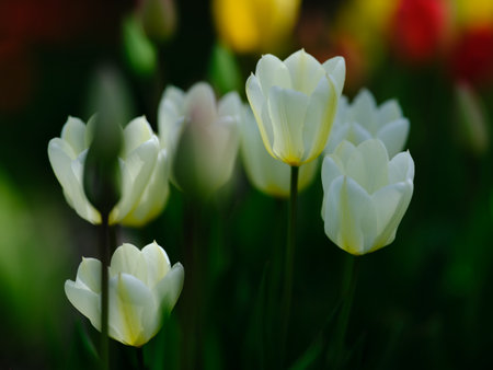 colorful tulip field in summerの写真素材