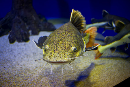 Catfish in an aquarium