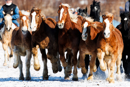 running horse in winter hokkaidoの写真素材