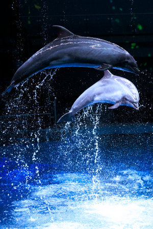 Dolphins jumping in a show
