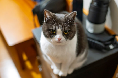 Cute cat sitting on the chair in the room. Selective focus.の写真素材