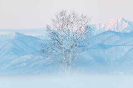 winter landscape of trees in the fog on the background of the mountainsの写真素材