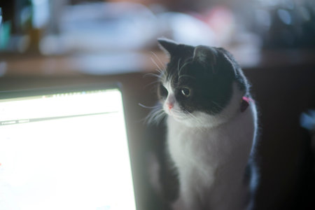 A black and white cat looking at the computer screen in the morning.