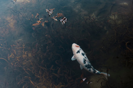 Koi fish in the pond. Beautiful fishes in the pond.の写真素材