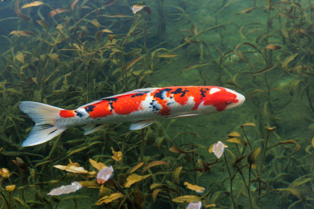 Koi fish swimming in the pond in the park, closeup of photoの写真素材