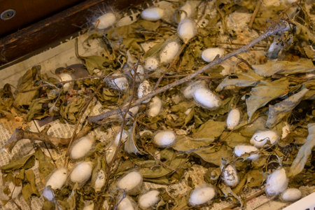 Silkworm cocoon in gifu Japanの写真素材