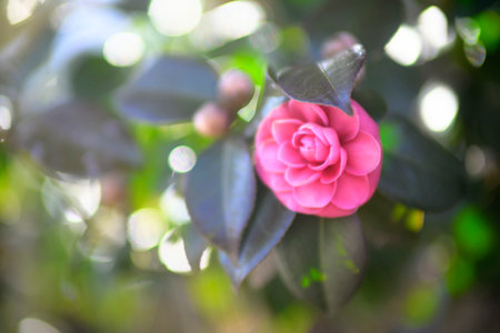 Camellia flower in the garden with bokeh backgroundの写真素材