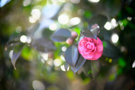Pink camellia flower in the garden with bokeh backgroundの写真素材