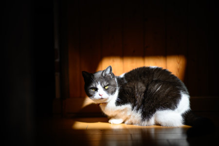 Domestic cat sitting on the floor at home in the morning.の写真素材