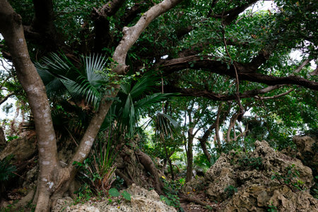Banyan tree on okinawa Islandの写真素材