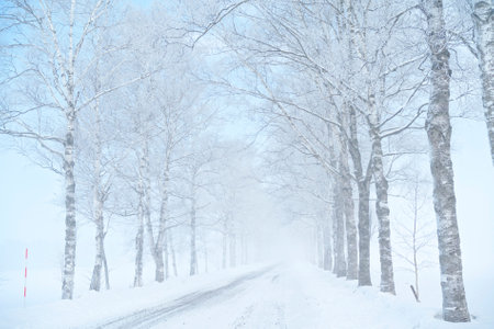 Winter road in the forest with trees covered with hoarfrost.の写真素材
