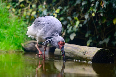 The Crested Ibis of Sado Islandの写真素材
