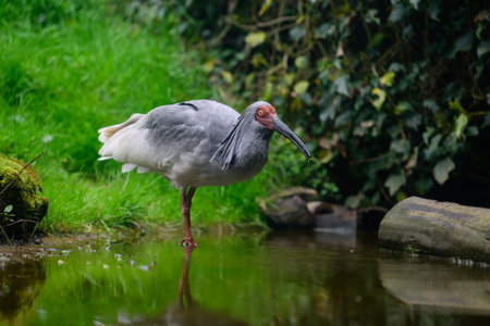 The Crested Ibis of Sado Islandの写真素材