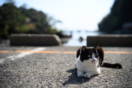 Stray cats of Sado Islandの写真素材