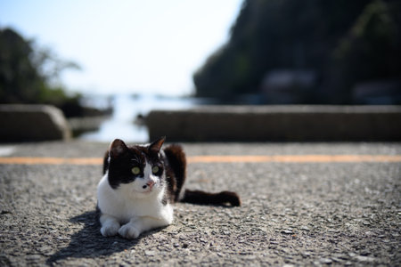 Stray cats of Sado Islandの写真素材