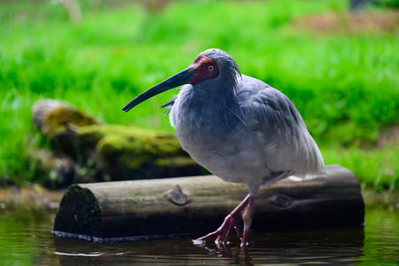 The Crested Ibis of Sado Islandの写真素材