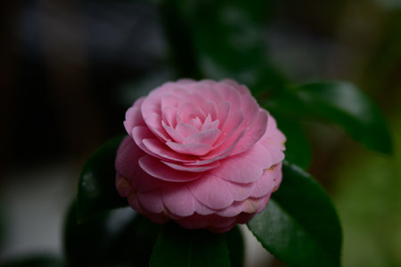 Pink camellia flower on a dark background, close-upの写真素材