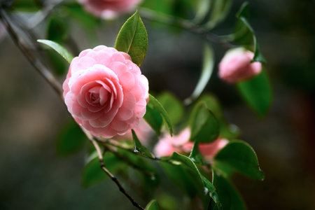 Pink camellia flower with green leaves in garden, close upの写真素材