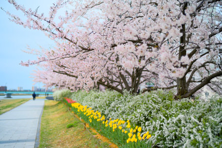 Cherry blossoms along the Shinano Riverの写真素材