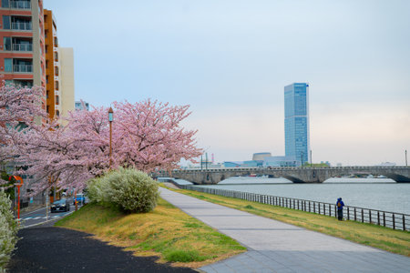 Cherry blossoms along the Shinano Riverの写真素材