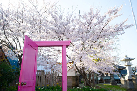 Pink door and cherry blossomsの写真素材