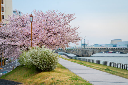 Cherry blossoms along the Shinano Riverの写真素材