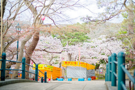 cherry blossoms in hakodate parkの写真素材