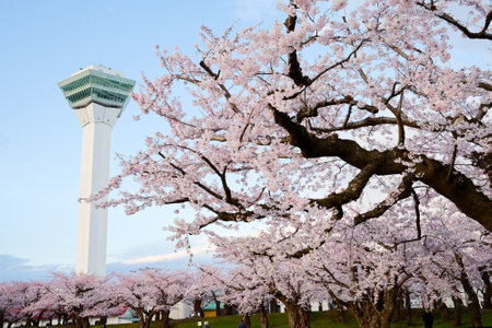 someiyoshino cherry blossoms in japanの写真素材