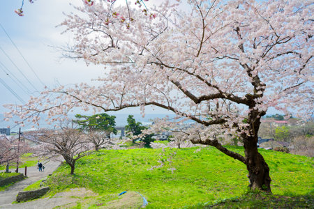 matsumae castle and cherry blossomsの写真素材