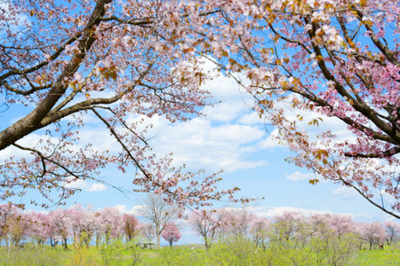 cherry blossoms in obihiroの写真素材