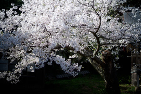 cherry blossoms in sado islandの写真素材