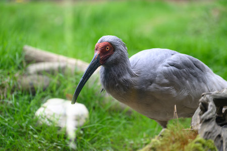 The Crested Ibis of Sado Island