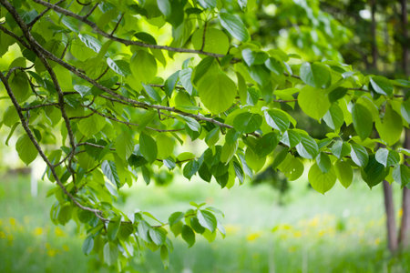 beautiful green leaves on a tree branch in the garden in spring