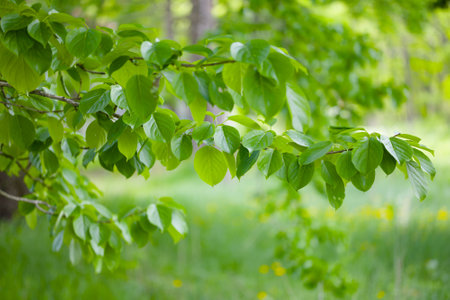 Green leaves of a tree in the spring forest. Natural background.