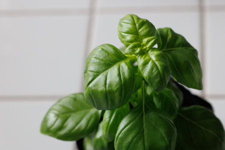 Fresh basil plant in pot on white tile background. Selective focus.