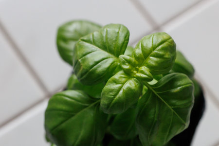 Fresh basil in a pot on a white tile background. Selective focus.の写真素材