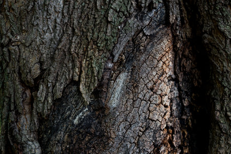 Old tree bark texture background. Close up of tree bark texture.の写真素材