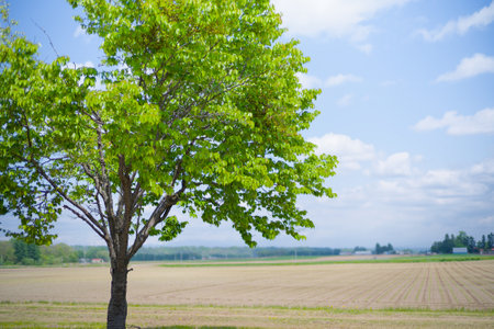 Green tree in the middle of the field with blue sky background.