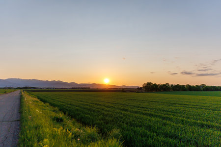 Sunset over a field of green wheat with mountains in the backgroundの写真素材